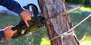 Best Utility Line Clearance  in La Honda, CA