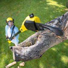 Best Arborist Consultation Services  in La Honda, CA