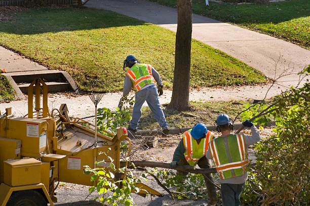 Best Tree Removal  in La Honda, CA