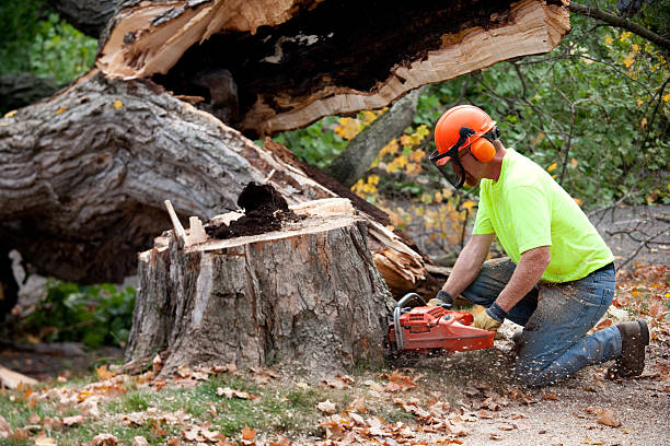 Best Commercial Tree Services  in La Honda, CA