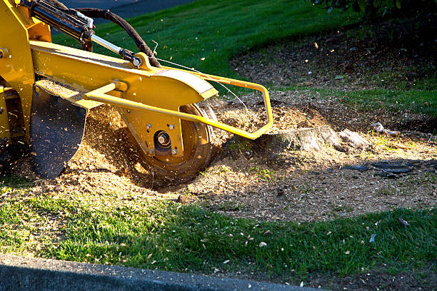 Best Lawn Mowing  in La Honda, CA