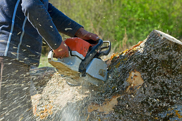 Best Hedge Trimming  in La Honda, CA